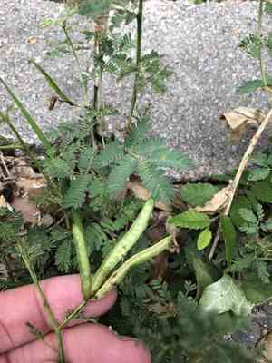 Wild tantan(Desmanthus virgatus)