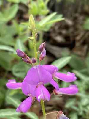 San pedro ticktrefoil(Desmodium batocaulon)