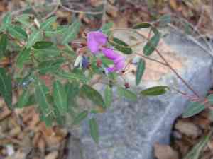 San pedro ticktrefoil(Desmodium batocaulon)