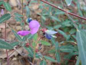 San pedro ticktrefoil(Desmodium batocaulon)