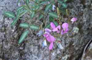 San pedro ticktrefoil(Desmodium batocaulon)