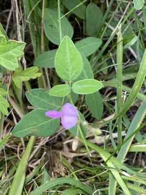 Showy Tick-Trefoil(Desmodium canadense)