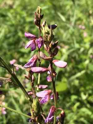 Showy Tick-Trefoil(Desmodium canadense)