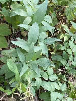 Showy Tick-Trefoil(Desmodium canadense)