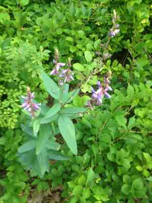 Showy Tick-Trefoil(Desmodium canadense)