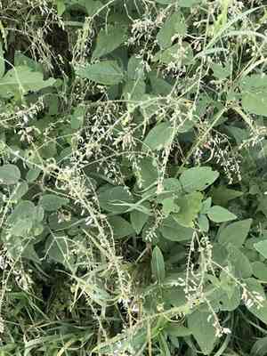 Hoary tick trefoil(Desmodium canescens)
