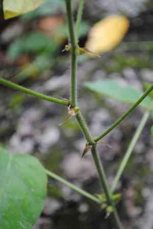 Hoary tick trefoil(Desmodium canescens)