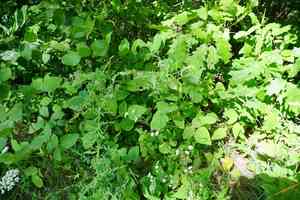 Hoary tick trefoil(Desmodium canescens)