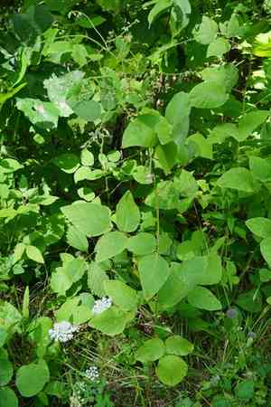 Hoary tick trefoil(Desmodium canescens)