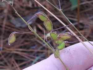 Hairy small-leaf tick-trefoil(Desmodium ciliare)