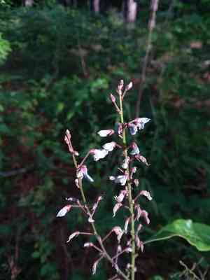 Hairy small-leaf tick-trefoil(Desmodium ciliare)