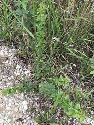 Hairy small-leaf tick-trefoil(Desmodium ciliare)