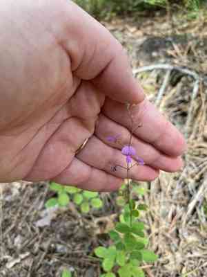 Hairy small-leaf tick-trefoil(Desmodium ciliare)
