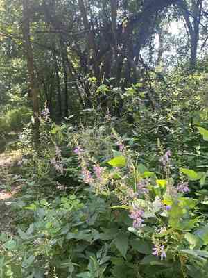 Large-bract tick-trefoil(Desmodium cuspidatum)