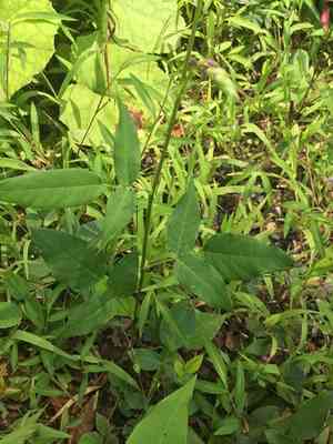 Large-bract tick-trefoil(Desmodium cuspidatum)