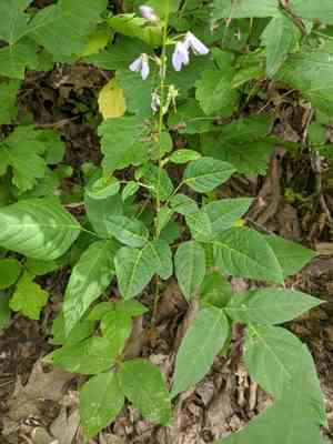 Large-bract tick-trefoil(Desmodium cuspidatum)