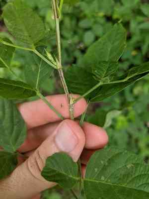 Large-bract tick-trefoil(Desmodium cuspidatum)
