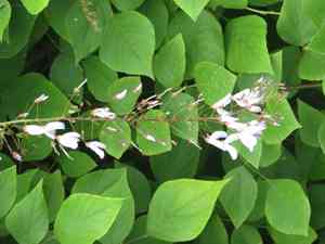 Elegant tick clover(Desmodium elegans)