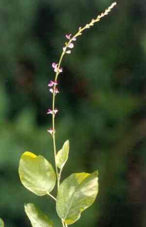 Salparni(Desmodium gangeticum)