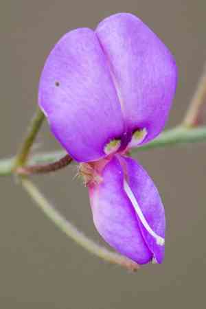 Dillenius' ticktrefoil(Desmodium glabellum)