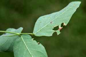 Dillenius' ticktrefoil(Desmodium glabellum)