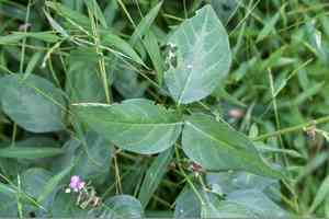 Dillenius' ticktrefoil(Desmodium glabellum)