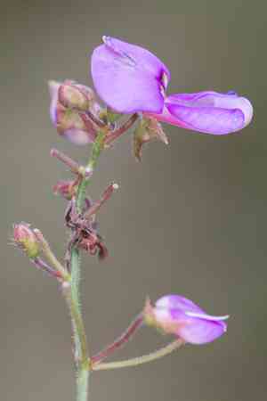 Dillenius' ticktrefoil(Desmodium glabellum)