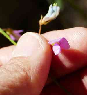 Graham's ticktrefoil(Desmodium grahamii)