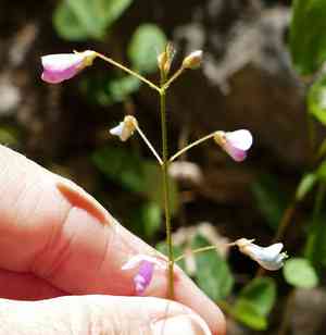 Graham's ticktrefoil(Desmodium grahamii)