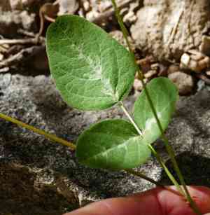 Graham's ticktrefoil(Desmodium grahamii)