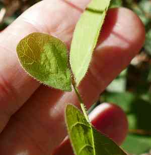 Graham's ticktrefoil(Desmodium grahamii)