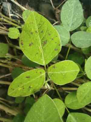 Greenleaf ticktrefoil(Desmodium intortum)