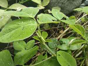 Greenleaf ticktrefoil(Desmodium intortum)