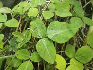 Greenleaf ticktrefoil(Desmodium intortum)