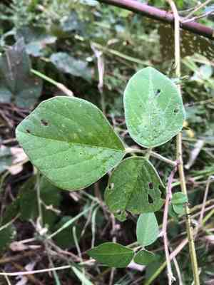 Greenleaf ticktrefoil(Desmodium intortum)
