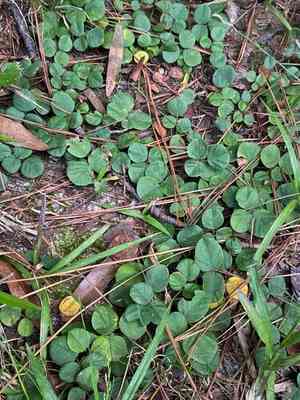 Sand ticktrefoil(Desmodium lineatum)