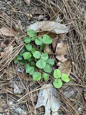 Sand ticktrefoil(Desmodium lineatum)