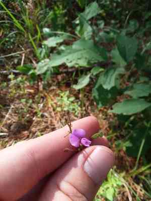 Sand ticktrefoil(Desmodium lineatum)