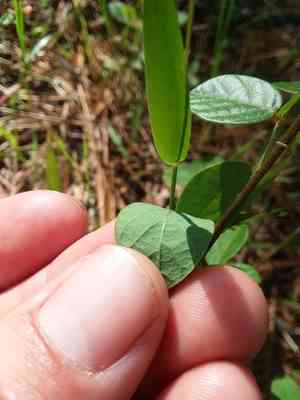 Sand ticktrefoil(Desmodium lineatum)