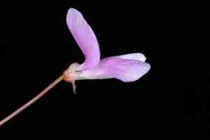 Nakedflower ticktrefoil(Desmodium nudiflorum)