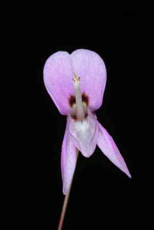 Nakedflower ticktrefoil(Desmodium nudiflorum)