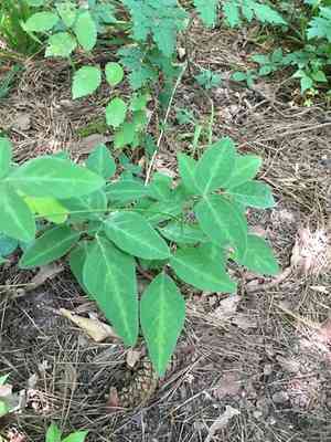 Perplexed tick-trefoil(Desmodium perplexum)