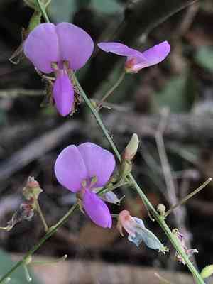 Perplexed tick-trefoil(Desmodium perplexum)