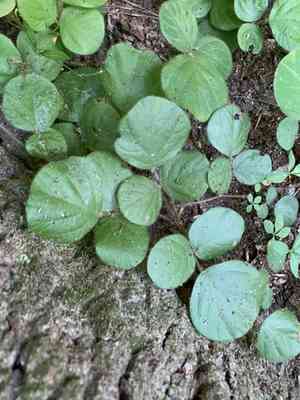 Prostrate ticktrefoil(Desmodium rotundifolium)
