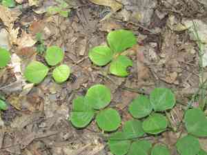 Prostrate ticktrefoil(Desmodium rotundifolium)