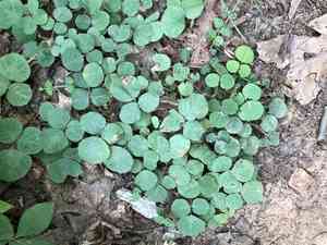 Prostrate ticktrefoil(Desmodium rotundifolium)