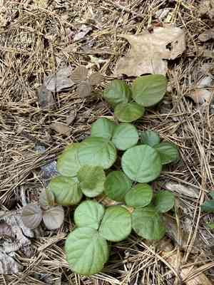 Prostrate ticktrefoil(Desmodium rotundifolium)