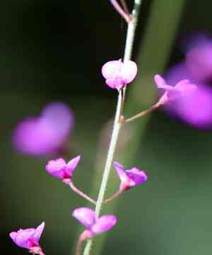 Pine barren ticktrefoil(Desmodium strictum)