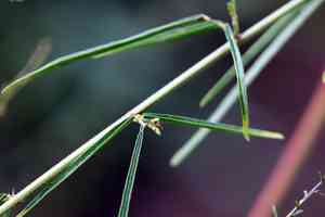 Pine barren ticktrefoil(Desmodium strictum)