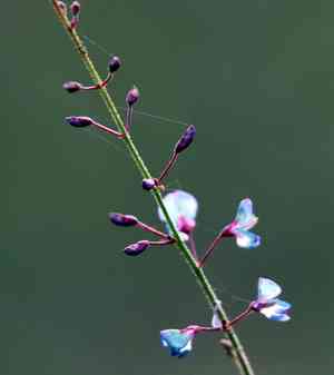 Pine barren ticktrefoil(Desmodium strictum)